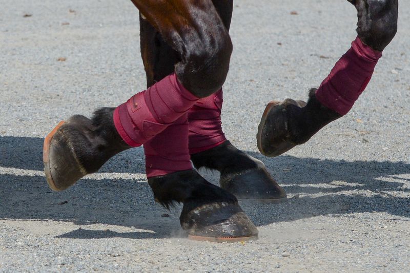 Close-up - hooves of carriage horses fitted with composite horseshoes.