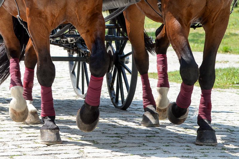 carriage horses in a city