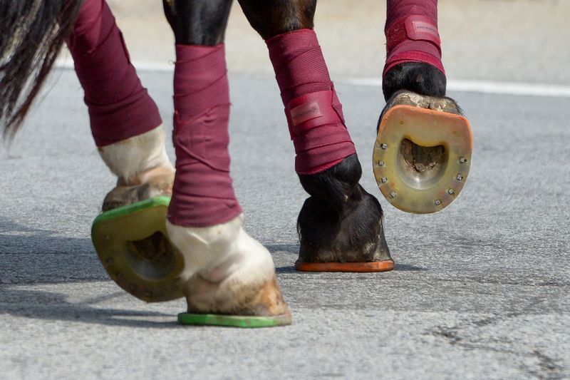 Close-up - hooves of carriage horses fitted with alternative horseshoes.