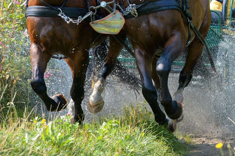 Galopping horses pulling a carriage through a stream.