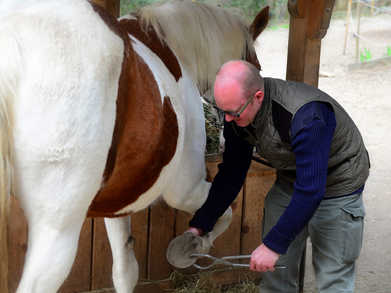 veterinarian using a hoof examination forceps when suspecting laminitis