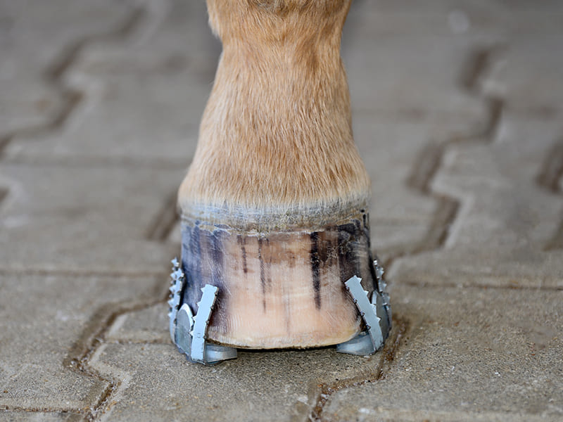 a hoof and a composite shoe with cast hooks before the application of the cast bandage