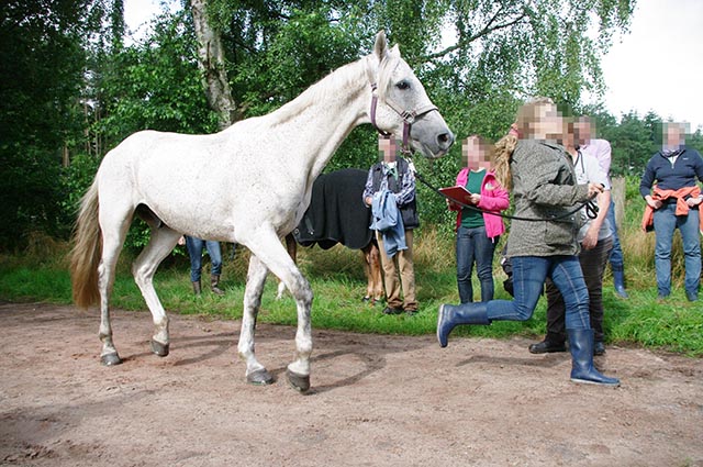 A white horse trotting - Side view.