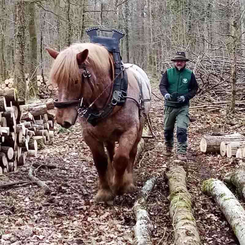 Pferd beim Holzrücken mit Heavy Duty Shoes