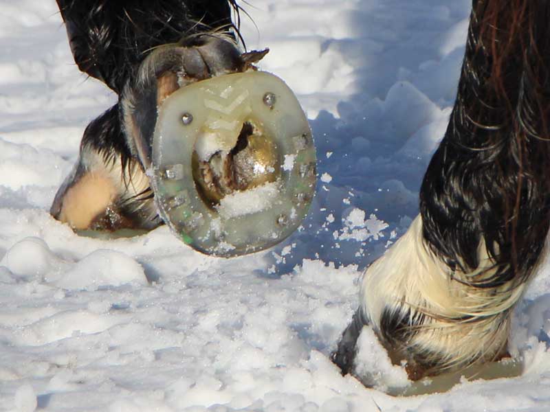 Gerittenes Pferd im Winter mit Kunststoffbeschlag mit stabilisierendem Metallkern und Spikes für mehr Grip