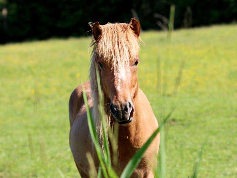 horse on the pasture