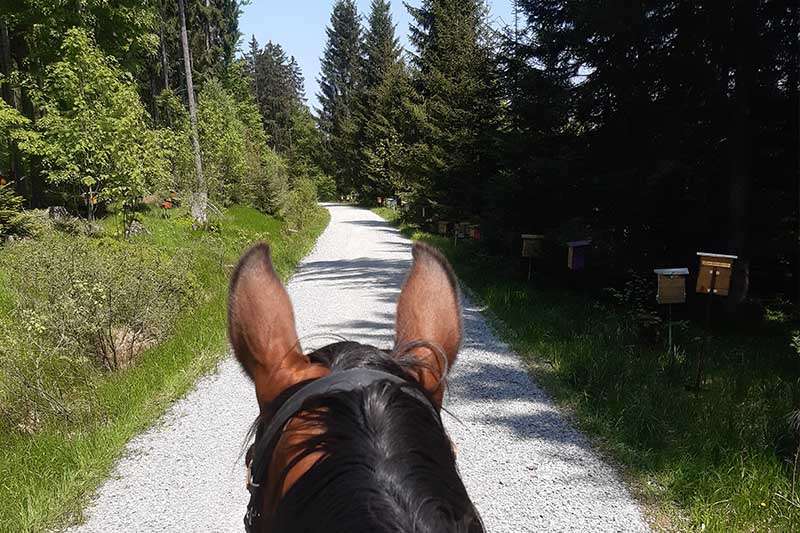 view over the horse's head while riding out