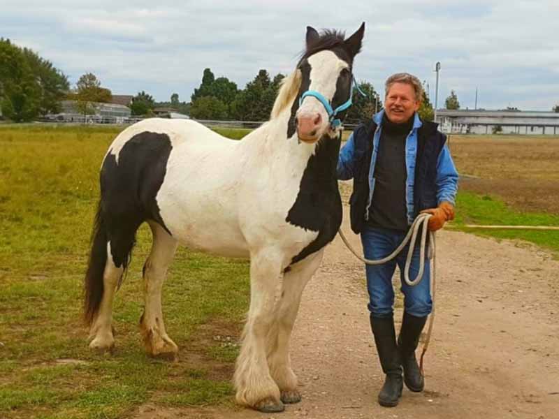 Clydesdale mit geklebtem Hufschutz