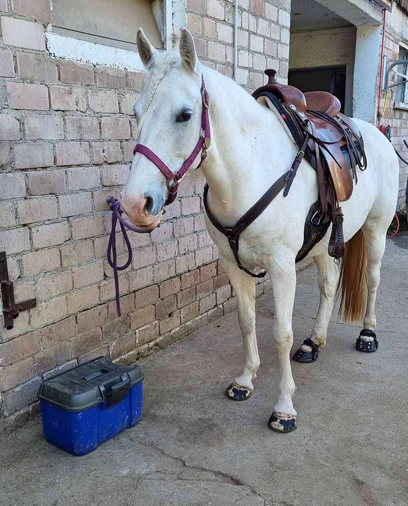 gesatteltes Pferd mit Klebebeschlag vorne und Hufschuhen an den Hinterhufen wartet auf den Reiter