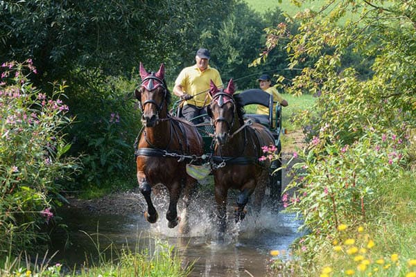 deux hongres au galop tirant une calèche à travers un ruisseau vers une prairie