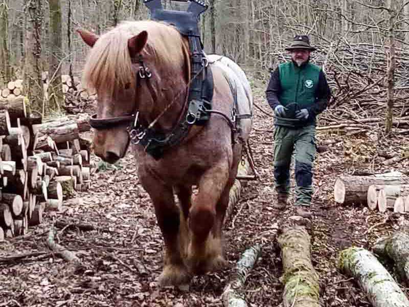 Holzrücken - ein Pferd mit alternativem stoßdämpfenden Kaltblutbeschlag bei der Forstarbeit