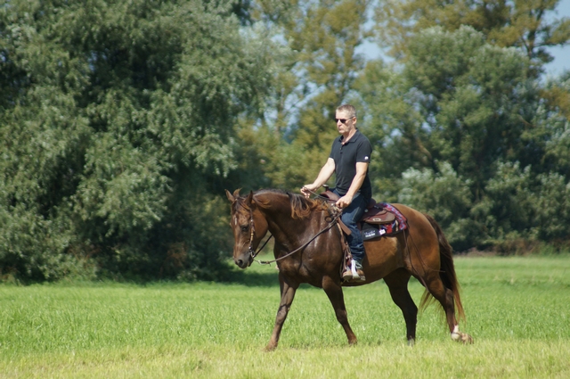 Cavalier dans un pré