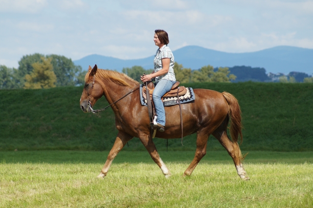 female Rider on a meadow