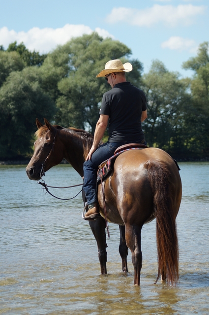 Un caballo marrón con un jinete está parado en el río.