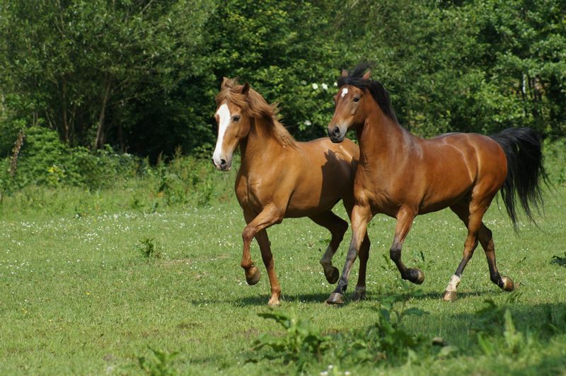 dos caballos paso fino en el pasto