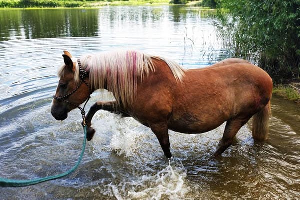 Caballo atado con una cuerda en el río.