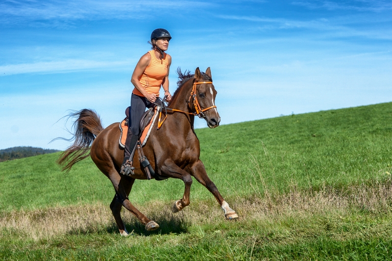 an endurance rider gallops across a meadow