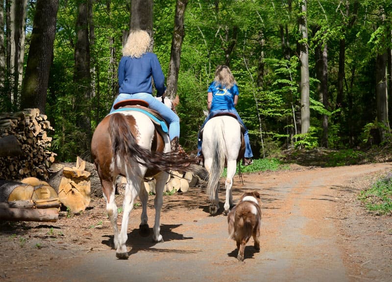 Two leisure riders ride through the forest in summer, accompanied by a dog
