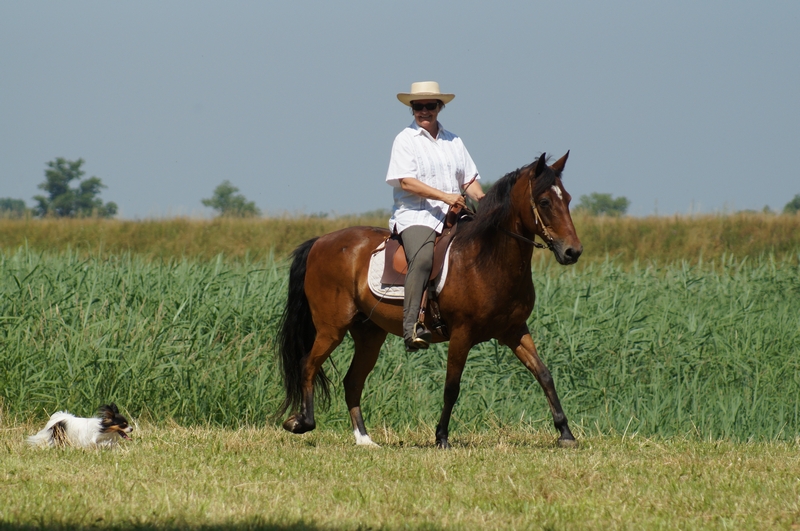 A rider rides a Paso Fino gelding in a meadow