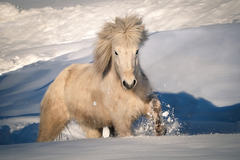 a white Icelandic horse in deep snow