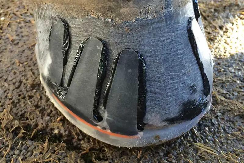 glued composite horseshoe with easy adhesive collar