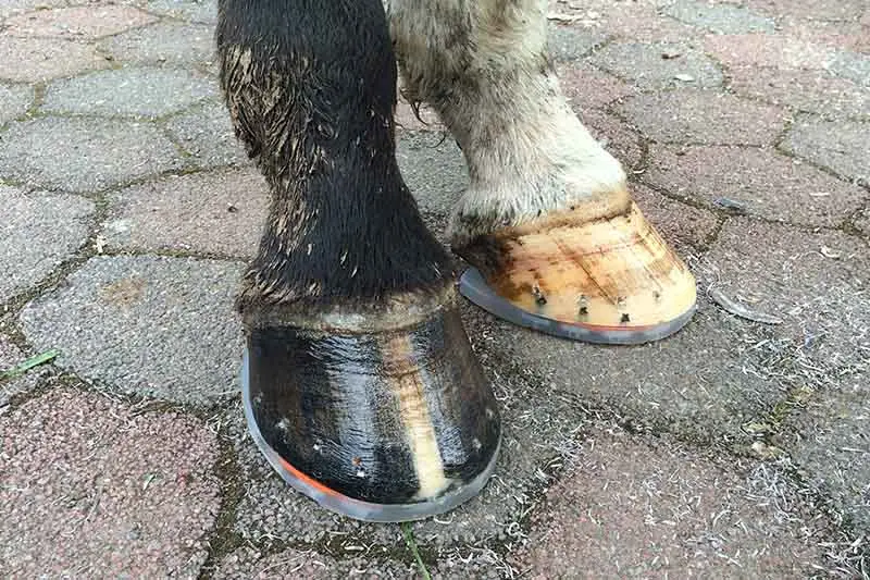 Nailed horseshoe without caps on white and brown horse hooves.