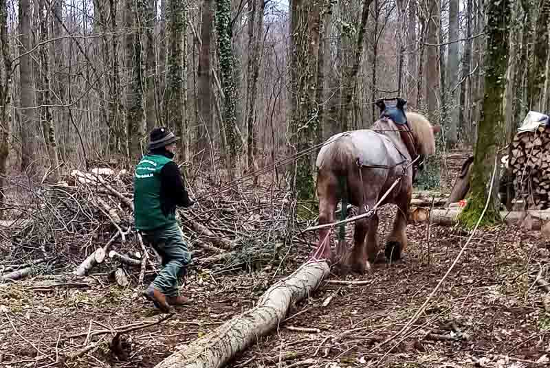 Sang froid tirant un tronc d'arbre dans la forêt