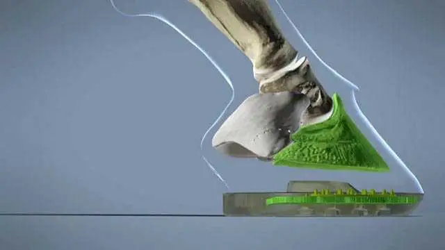 illustration of hoof anatomy and composite shoe - solid components in green