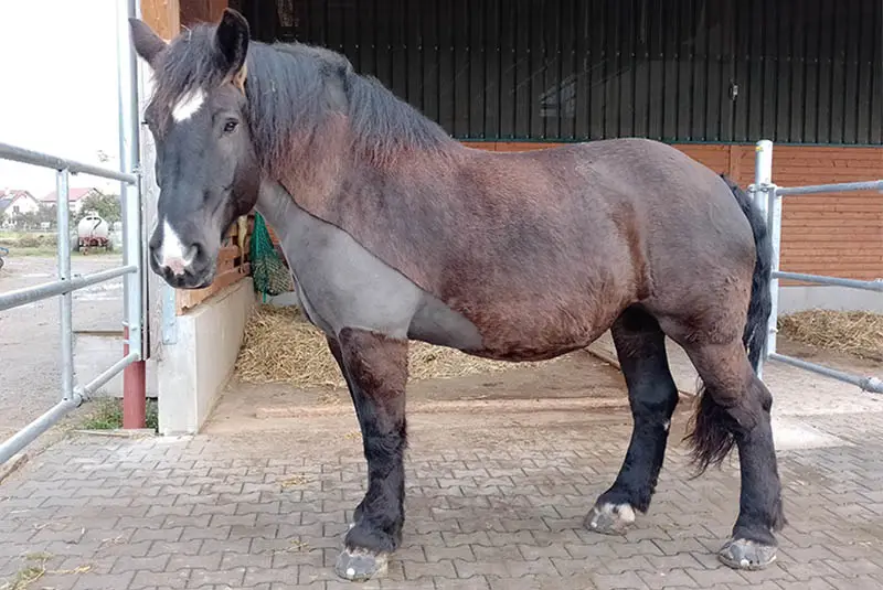 A draft horse standing in a paddock, all four hooves fitted with alternative glue-on horseshoes