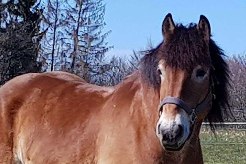cold blood gelding stands in the paddock