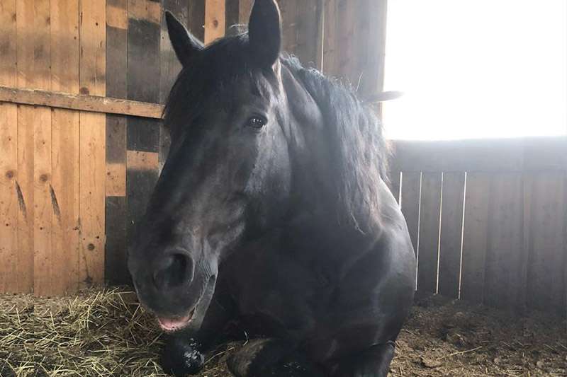 noriker mare lies in her box