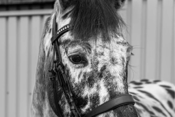 Black and white photo of a pinto horse with a bridle
