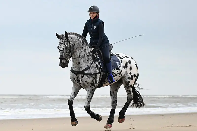 A rider galloping along the beach with her horse, which is fitted with alternative glue-on horseshoes
