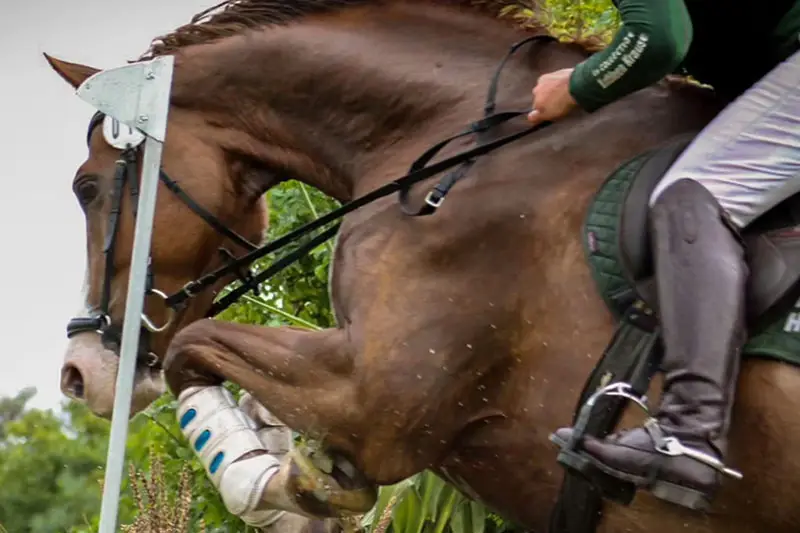 A horse with composite horseshoes and studs jumping over an obstacle in a cross-country course