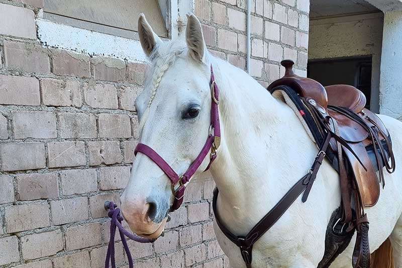 saddled horse is waiting tied up at the grooming area