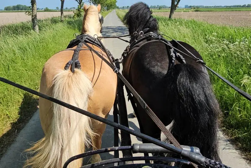 Two horses pulling a carriage on a paved path, with tall grass on both sides and fields in the background