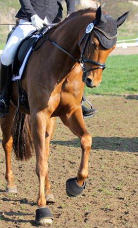 Cavalière et cheval dans un carré de dressage