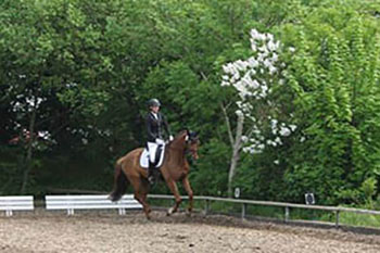 A dressage horse with rider in the dressage arena.