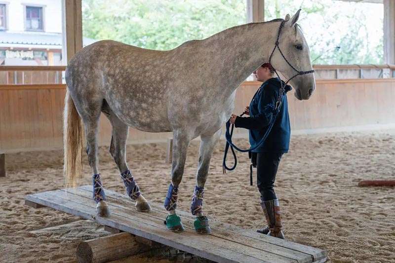 cruzado mare is standing on a teeter-totter at the trail course